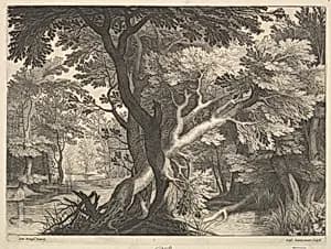 Wooded landscape