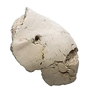 Akhenaten shoulder by Unknown Artist