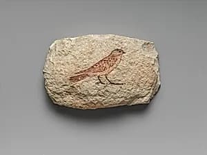 Artist's Sketch of a Sparrow by Unknown Artist