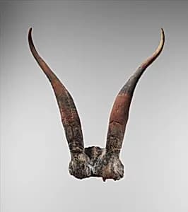 Bucrania skulls with antlers by Unknown Artist
