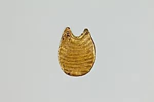 Collar amulet by Unknown Artist