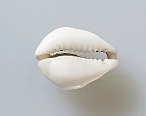 Cowrie shell by Unknown Artist