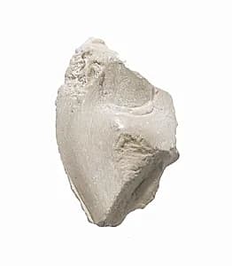 Digit fragment by Unknown Artist