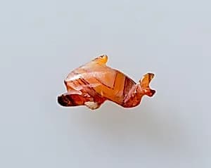 Dolphin amulet by Unknown Artist