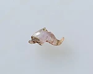 Dolphin amulet by Unknown Artist