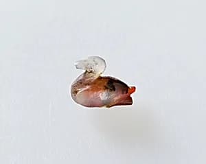 Duck amulet by Unknown Artist