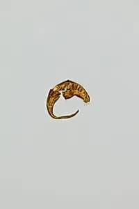 Earring by Unknown Artist