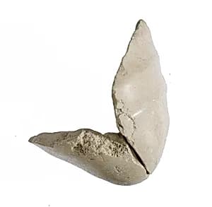 Elbow, with garment by Unknown Artist