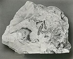 Name Stone of Senenmut by Unknown Artist