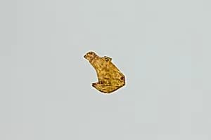 Nekhbet amulet by Unknown Artist