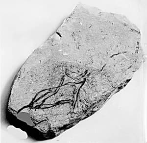 Ostracon by Unknown Artist