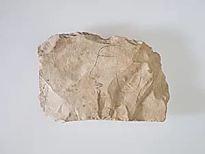 Ostracon Depicting a Man's Head by Unknown Artist