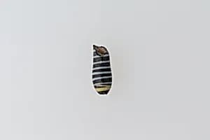 Part of an ear stud by Unknown Artist