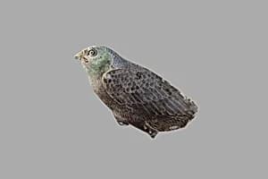 Quail chick inlay by Unknown Artist