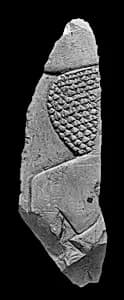 Raised relief fragment by Unknown Artist
