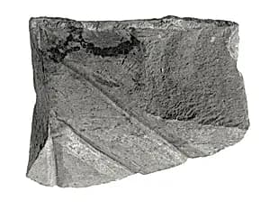 Raised relief fragment by Unknown Artist