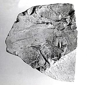 Relief fragment, tomb of Meketre by Unknown Artist