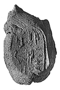 Sealing fragment by Unknown Artist