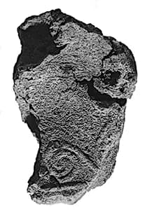 Sealing fragment by Unknown Artist