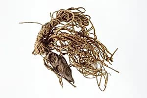 Sealing from net by Unknown Artist