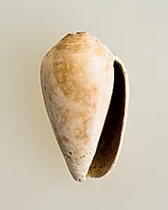Shell pendant or bead by Unknown Artist