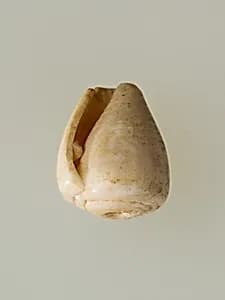 Shell pendant or bead by Unknown Artist