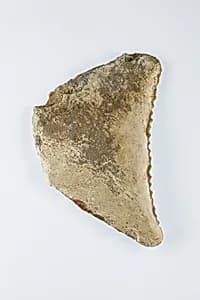 Sickle Insert by Unknown Artist