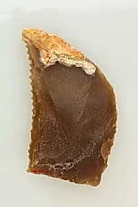 Sickle Insert by Unknown Artist