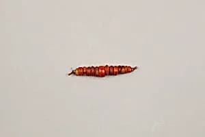 String of beads by Unknown Artist