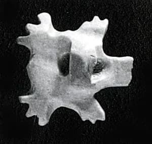 Turtle amulet by Unknown Artist