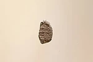 Votive Fragment, Sealing by Unknown Artist