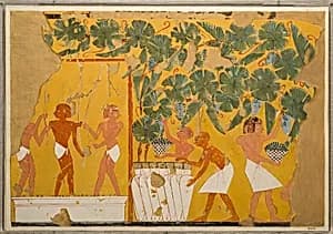 Winemaking, Tomb of Ipuy by Charles K. Wilkinson