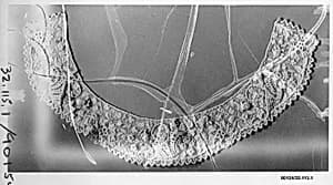 Collar (part of a set) by Unknown Artist