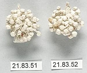 Group of tassels by Unknown Artist