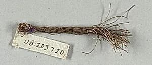 Tinsel and metal thread by Unknown Artist