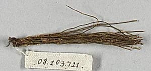Tinsel and metal thread by Unknown Artist