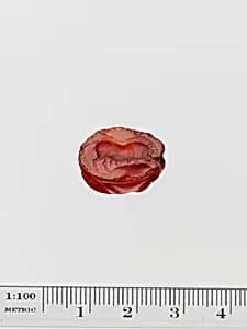 Agate scarab by Unknown Artist