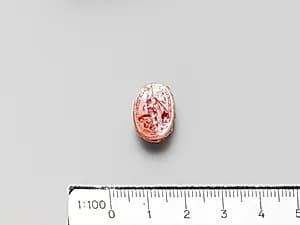 Carnelian scarab by Unknown Artist