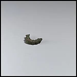 Fibula, fragment by Unknown Artist