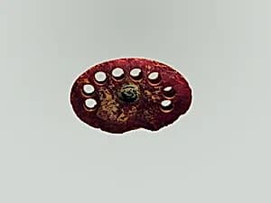 Fibula, fragment by Unknown Artist