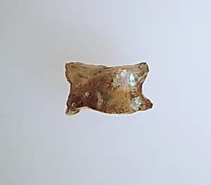 Glass astragal (knucklebone) by Unknown Artist