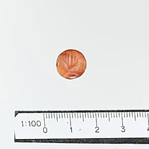 Seal by Unknown Artist