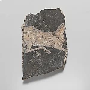 Wall painting fragment by Unknown Artist
