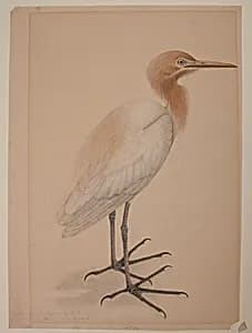 A Heron by Unknown Artist