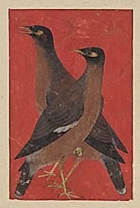 A Pair of Mynas by Unknown Artist