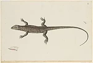 An Indian Bish-Khopra Lizard by Unknown Artist