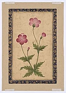 Botanical Painting: Composite Flower by Unknown Artist