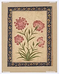 Botanical Painting: Dianthus by Unknown Artist