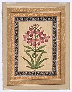 Botanical Painting: Geranium by Unknown Artist