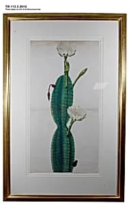 Cactus Plant in Flower by Unknown Artist